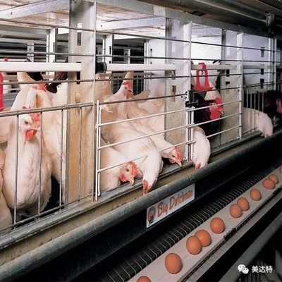 肉禽肥美 探索可溶性肉禽催肥产品的优势与应用