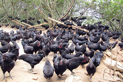 东兰乌鸡 家禽中的珍品