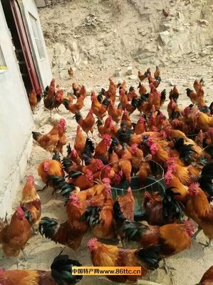 笨公鸡 源自自然的原生态美味