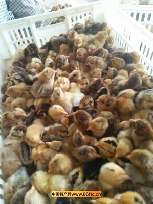 笨鸡苗 原生态家禽养殖的优选品种