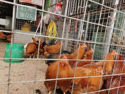 高峰来了!柳州年货采购太热闹,还有人一口气买十几只鸡