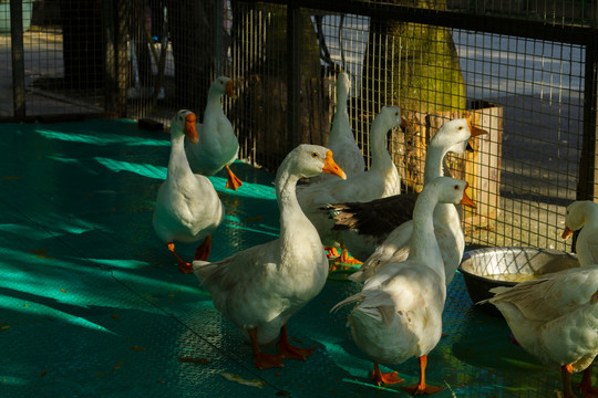 白鹅家禽技术服务 提升养殖效益的关键支撑