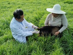 大安家禽技术服务 提升养殖效率的专业助力