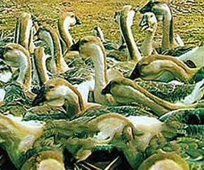 广东五香溪家禽 特色品种、技术服务与产业风采