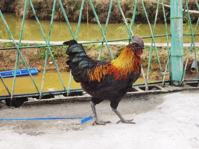 科技赋能乡村振兴 省农科院专家深入恩宜开展地方鸡种质资源调查与技术帮扶