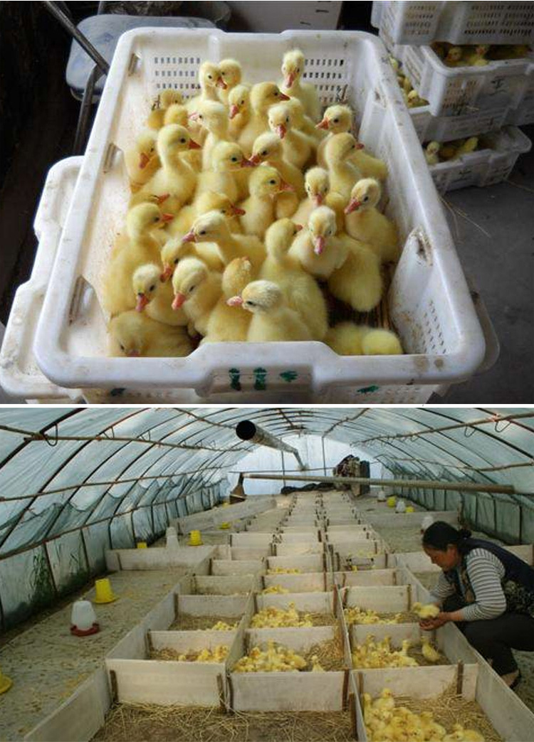 欢庆三花杂鹅 养殖新宠，抗病耐粗饲的优质鹅苗优势解析