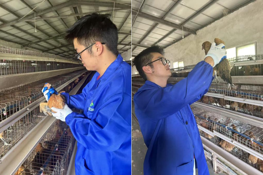 科技赋能产业振兴 贵州大学研究生助力纳雍滚山鸡养殖技术升级