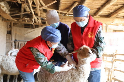 科技助农巾帼红，服务田园助增收——宣化镇家禽技术服务队在行动