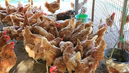 科技助农展新篇 和县畜牧专家现场指导，精准服务家禽养殖